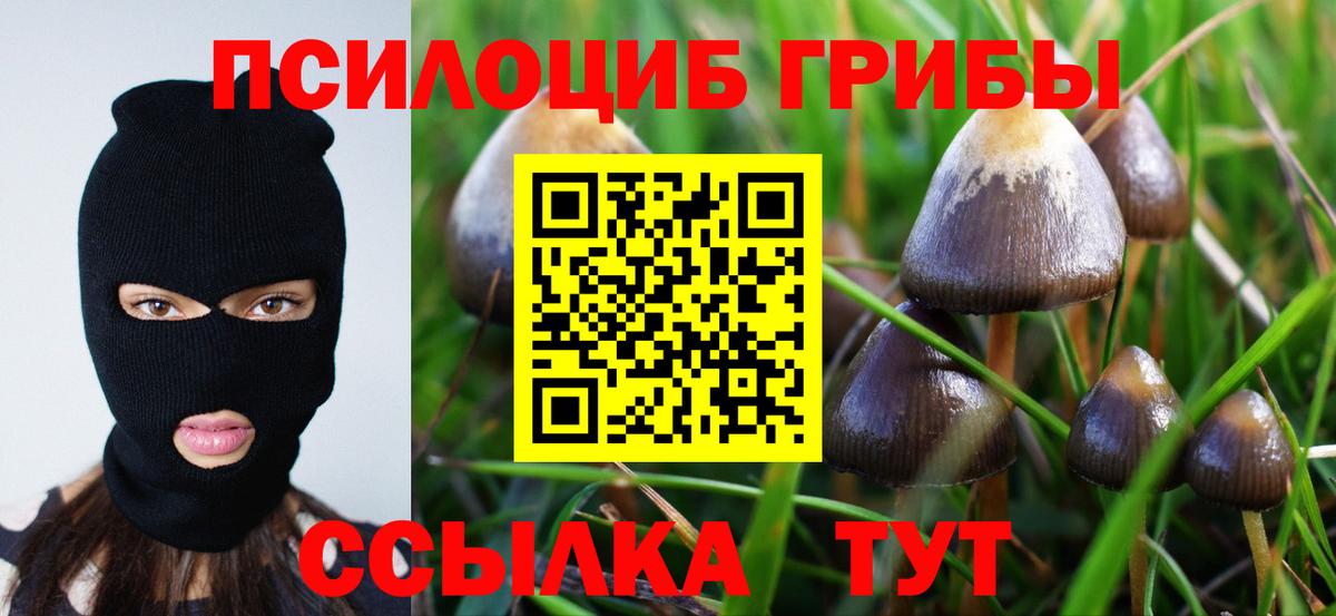 Коряжма  Псилоцибиновые грибы Psilocybe  Вход с VPN  Псилоцибиновые грибы мухоморы 